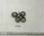 Click for 1 image(s) for this accession. FRUIT